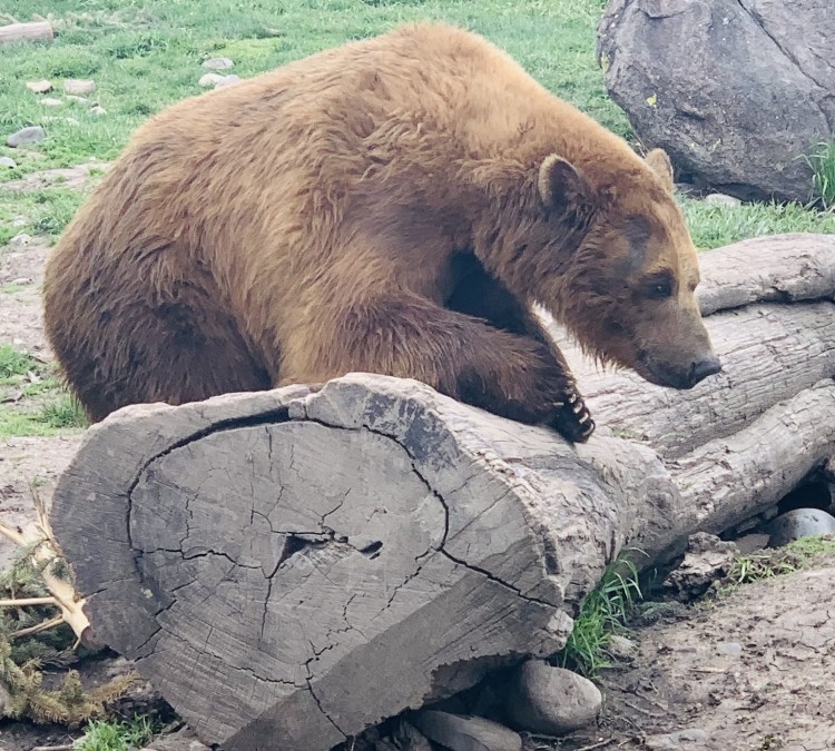 Grizzly Bear Discovery Center (Bozeman,&nbspMT)